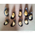 fresh delicious and tasty frozen mussels meat half shell